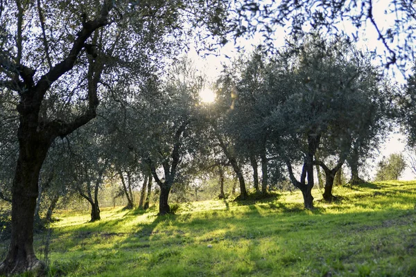 Gün batımında bir grup zeytin ağacı. Umbria İtalya