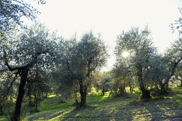 Gruppo di ulivi al tramonto. Umbria Italia — Foto Stock