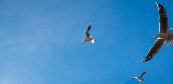 O voo de aves contra o céu azul em luz de fundo — Fotografia de Stock