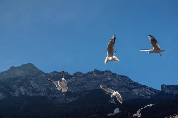 O voo de aves contra o céu azul em luz de fundo — Fotografia de Stock