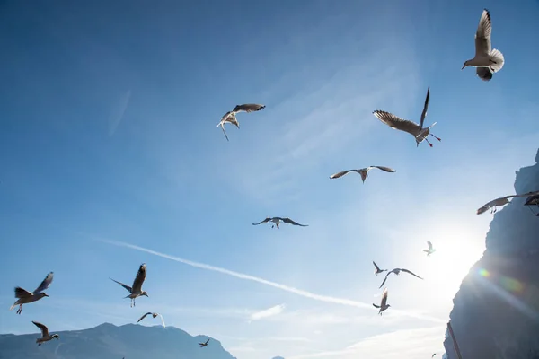 Η πτήση των πτηνών κατά του γαλάζιου ουρανού στο οπίσθιο φως — Φωτογραφία Αρχείου