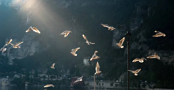 Der Vogelflug gegen den blauen Himmel im Gegenlicht — Stockfoto