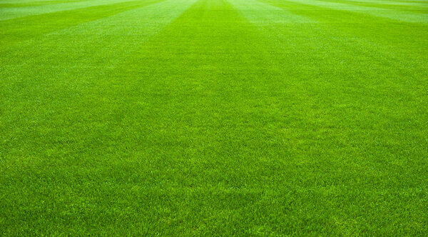 soccer game playing field 