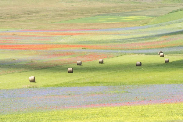 Flowering in Castelluccio — Stock Photo, Image