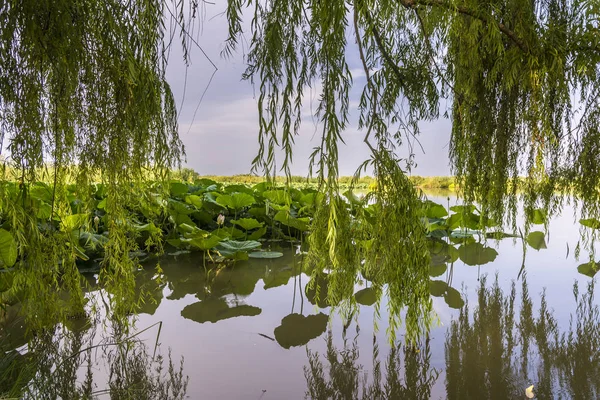 Lotusblumen auf dem Fluss — Stockfoto