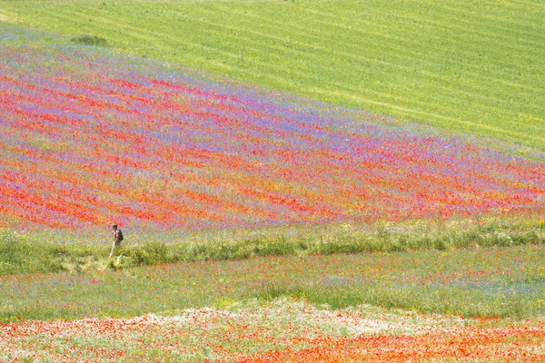 在 Castelluccio 中开花 — 图库照片