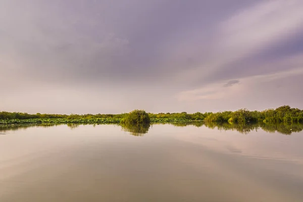 Lotusblumen auf dem Mincio River — Stockfoto