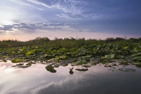 Lotusblumen auf dem Mincio River — Stockfoto