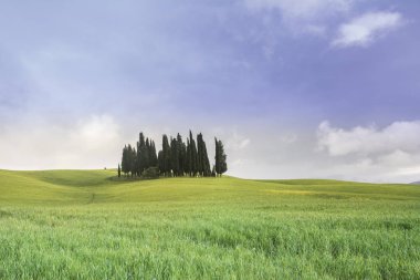 Güneşli bir manzarada Tuscany