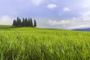 Güneşli bir manzarada Tuscany