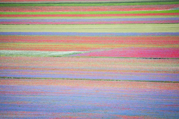 Flowering in Castelluccio — Stock Photo, Image