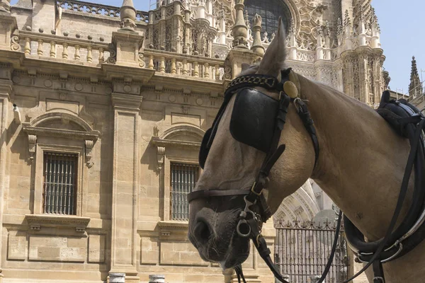 Häst i Sevilla — Stockfoto