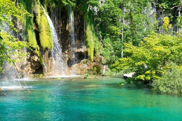 Водопад Дерево Национальном Парке Plitvice Озер Хорватии Солнечный День Стоковое Изображение