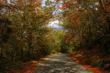 Sonbahar ağaçlar Ulusal Park Geres, Portekiz