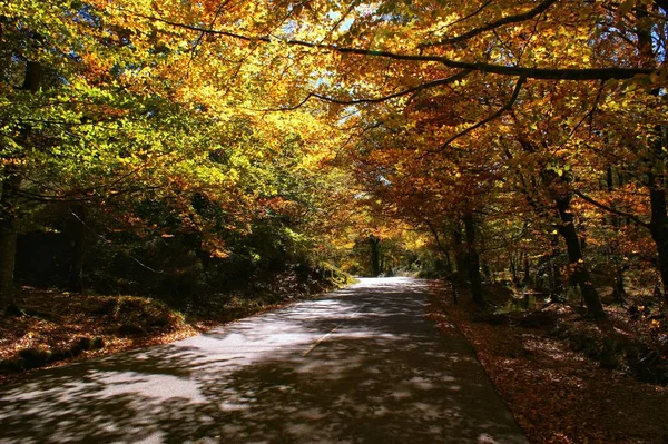 Autumn Trees National Park Geres Portugal — Stock Photo, Image