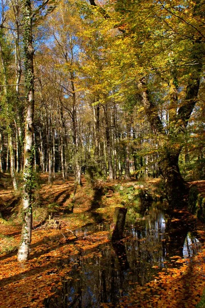 Осенние Деревья Национальном Парке Джерес Португалия — стоковое фото