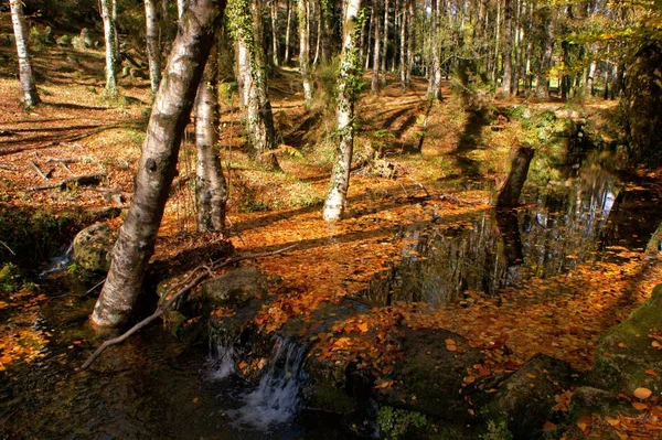 Sonbahar Ağaçlar Ulusal Park Geres Portekiz — Stok fotoğraf