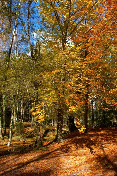 Autumn Trees National Park Geres Portugal — Stock Photo, Image