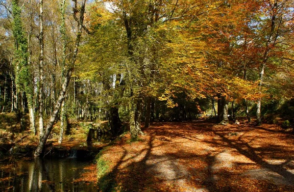 Осенние Деревья Национальном Парке Джерес Португалия — стоковое фото