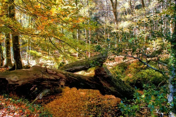 Jesienne Drzewa National Park Geres Portugalia — Zdjęcie stockowe