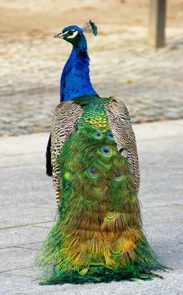 Pavão Cristal Palace Gardens Porto Portugal — Fotografia de Stock