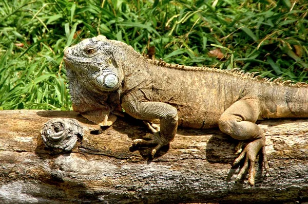 Iguana Verde Também Conhecida Como Iguana Americana — Fotografia de Stock