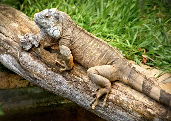 Green Iguana Also Known American Iguana — Stock Photo, Image