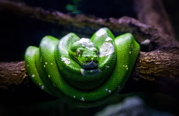 Zöld Kígyó Egy Faágban — Stock Fotó