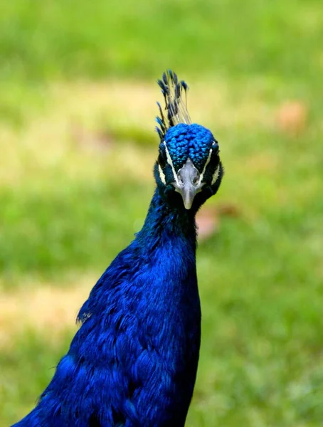 Peafowl Nome Comum Para Aves Dos Géneros Pavo Afropavo Família — Fotografia de Stock