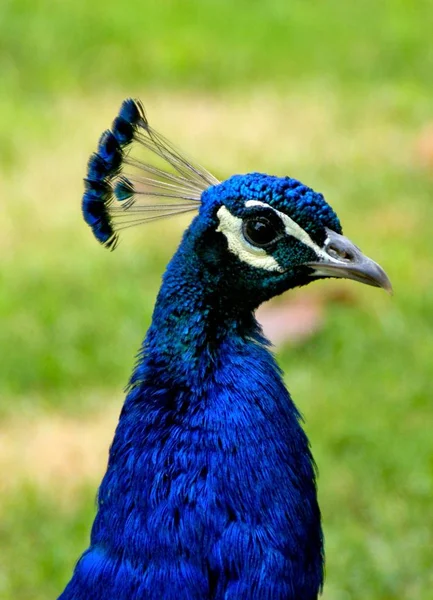 Peafowl Nome Comum Para Aves Dos Géneros Pavo Afropavo Família — Fotografia de Stock