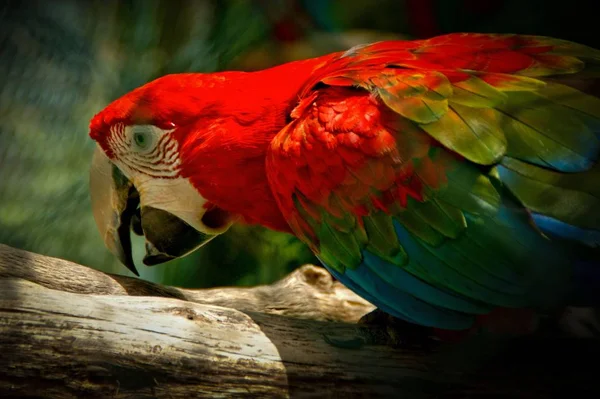 Macaw Papagaio Colorido Novo Mundo — Fotografia de Stock