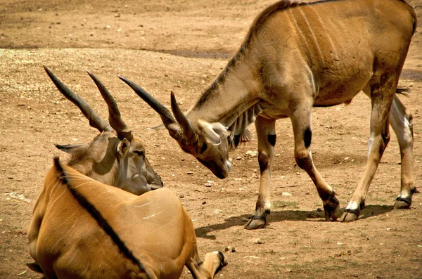 Terra Comum Taurotragus Oryx — Fotografia de Stock