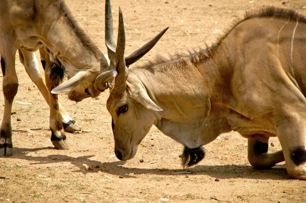 Terra Comum Taurotragus Oryx — Fotografia de Stock