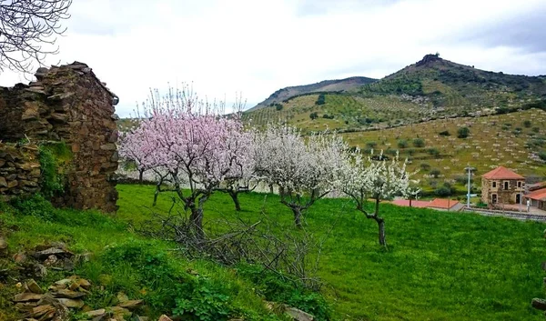 Almond Blossom Northern Portugal — Stock Photo, Image