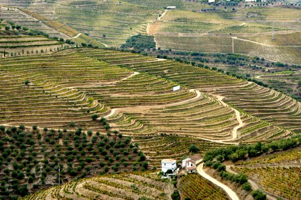 Douro Vadisi, üzüm bağları ve Regua, Portekiz yakınlarındaki manzara.