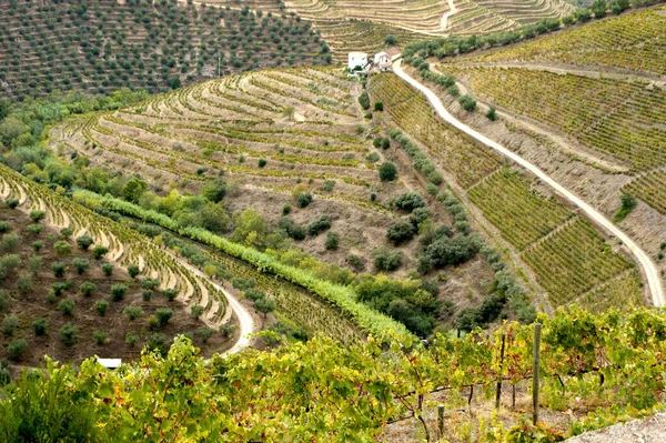 Долина Доро Виноградники Ландшафт Поблизу Міста Регуа Португалія — стокове фото