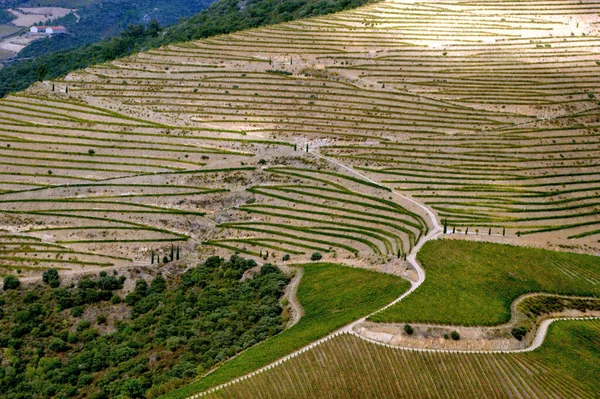 Vale Douro Vinhas Paisagem Perto Regua Portugal — Fotografia de Stock