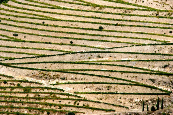 Vale Douro Vinhas Paisagem Perto Regua Portugal — Fotografia de Stock