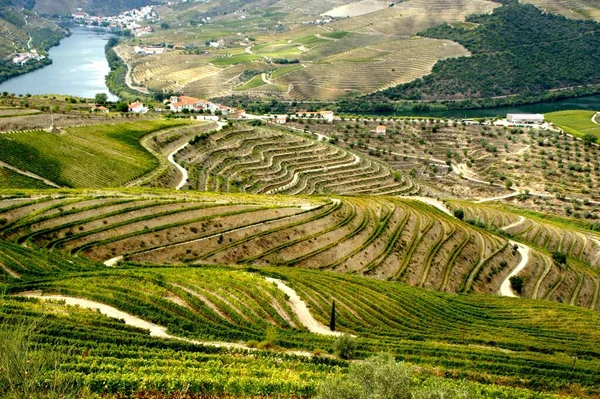 Douro Valley Vineyards Landscape Regua Portugal — Stock Photo, Image