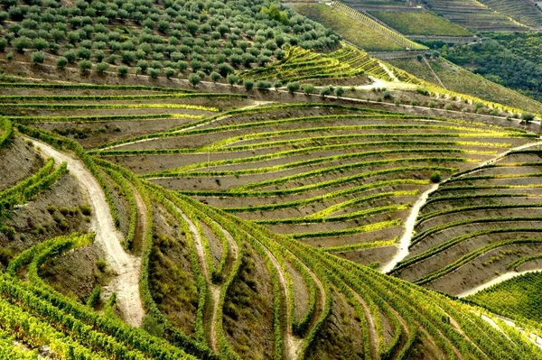 Douro Valley Vineyards Landscape Regua Portugal — Stock Photo, Image