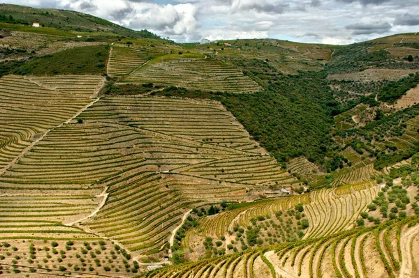 Douro Valley Vineyards Landscape Regua Portugal — Stock Photo, Image