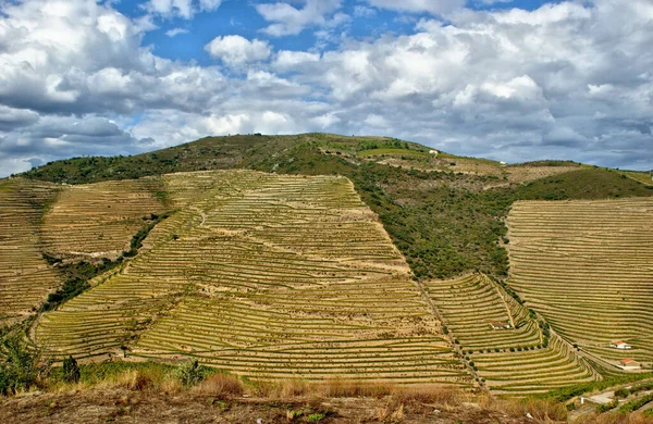 Douro Valley Vineyards Landscape Regua Portugal — Stock Photo, Image