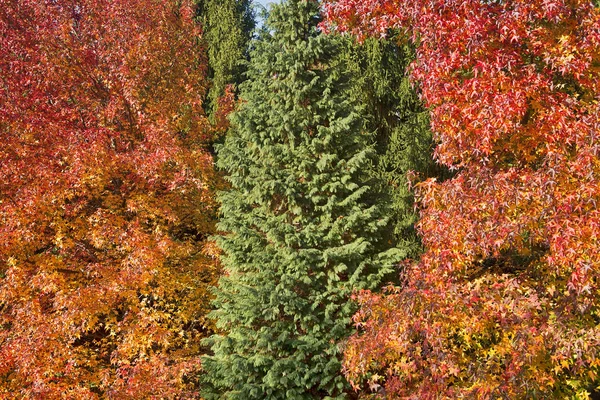 Alberi colorati autunno — Foto Stock