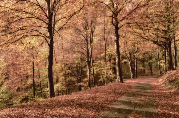 Cores de outono na floresta mágica — Fotografia de Stock