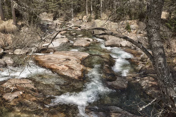 River in the forest — Stock Photo, Image