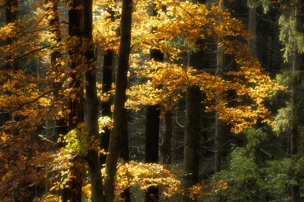 Herbstliche Farben im Wald — Stockfoto