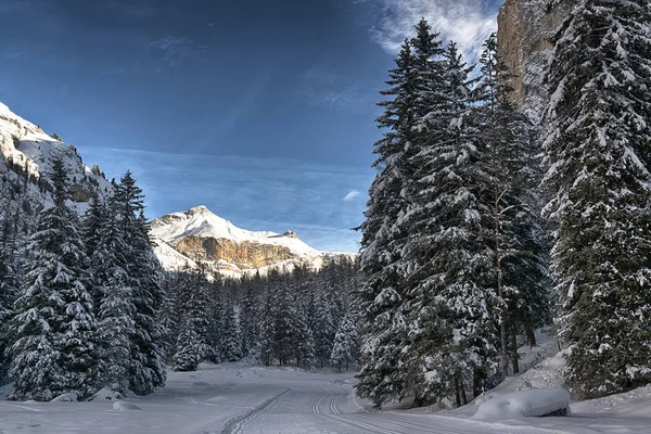 Verschneiter Wald in den Bergen, Langental - Dolomiten — Stockfoto