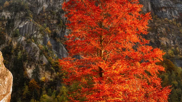 Solitary Orange Tree Autumn Season Mountains Val Mello Italy — Stock Photo, Image