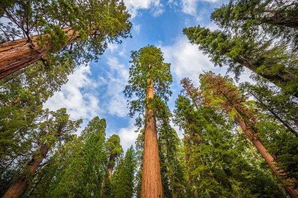 Giant sequoia stromy v parku Sequoia National Park, Kalifornie, Usa — Stock fotografie