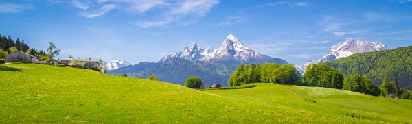 在阿尔卑斯山与盛开的草甸，在夏天的田园景观 — 图库照片